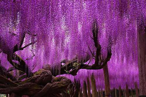 日本144岁的老紫藤树：覆盖1990平方...