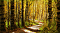 illuminated pathway, jason scheier : today's small study of an illuminated pathway.