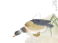 【透明PNG素材篇】花鸟免抠PNG素材 - 浪漫人生 - .