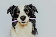 点击来源直接获取大图文件 |Cute smart funny puppy dog border collie holding toothbrush in mouth isolated on white background. Oral hygiene of pets. Veterinary medicine, dog teeth health care banner