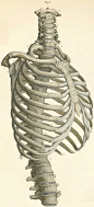 The vertebrae of the thorax, with the cervical, lumbar and shoulder; on the right side and seen from the front.