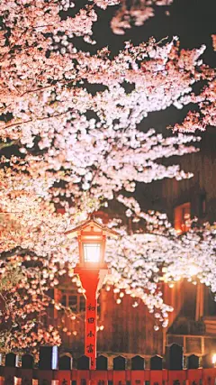 小清新樱花壁纸#手机壁纸##高清无水印壁纸##小清新壁纸##樱花壁纸#