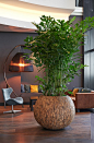 Biophilic Design, Interior Landscaping for Offices, Showrooms, Hotels, Restaurants and Schools