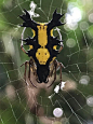 Micrathena lepidoptera in Ciénaga, Ciénaga, Magdalena, CO il Marzo 1, 2019 alle 12:27 PM da Andrew Swenson · iNaturalist