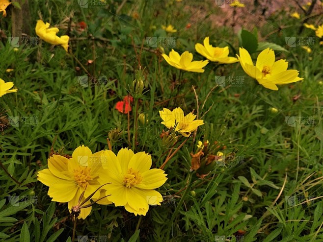 花园里有黄色的花