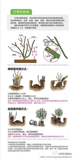 方糖设计采集到J-景观植栽/植物品种