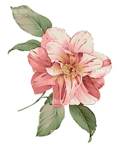 素材花  - 源文件下载【酷图网】花素材,小清新花朵,花朵底纹,鲜花花朵素材,花朵,彩色,粉玫瑰,红玫瑰,矢车菊,勿忘我,桔梗,百合,风信子,郁金香,康乃馨,素材,装饰,真花,唯美,清新,花店装饰,百合花,花朵素材,底纹边框,花边花纹,植物花草,纺织印花,花卉,