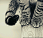 壁纸 猫爪