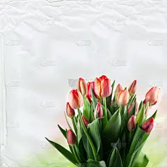 郁金香,巨大的,花束,纹理,红色,白皮书,美,贺卡,珊瑚色,枝繁叶茂