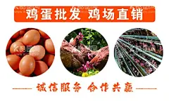 鸡蛋名片  - 源文件下载【酷图网】鸡蛋名片,鸡蛋批发,鸡场直销,宣传名片,鸡蛋广告