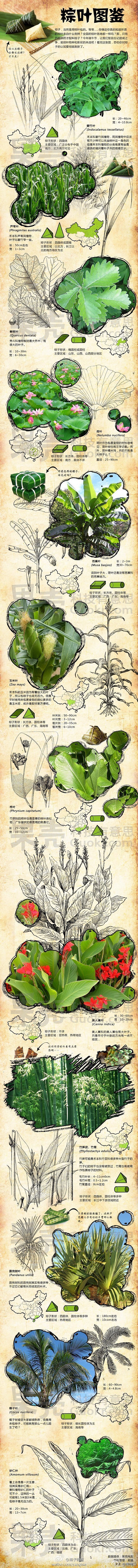 信息图_你知道粽叶来自什么植物吗？