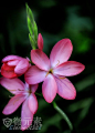 【花世界-植被素材-花素材参考】890P-23套-花鸟鱼宠-微元素Element3ds - Powered by Discuz!
