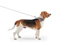 点击来源直接获取大图文件 |脖子上系着围巾、被牵着站着的小猎犬