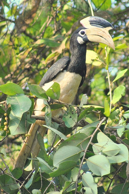 犀鸟目犀鸟科斑犀鸟属印度冠斑犀鸟
