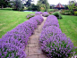 English Garden Design - 必应 Bing 图片