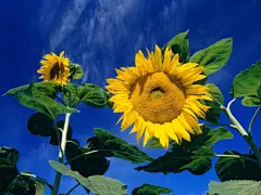 鲜花桌面壁纸桌面壁纸1