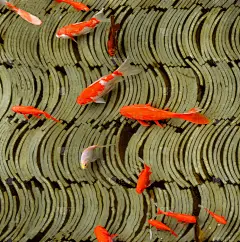 Koi fishes and slate tiles in the water