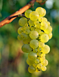 雷司令(Riesling)