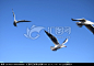 云南 丽江 美景 湖泊 拉市海 丽江美景 丽江旅游 丽江照片 水面上的鸟 湖面上的海鸥 湿地 展翅的海鸥