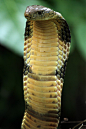 The King Cobra, Ophiophagus hannah. One of the most intelligent snakes, and the longest of the venomous ones. I love these animals.