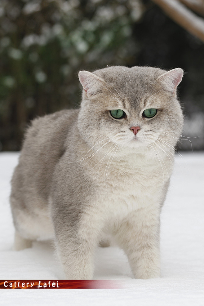 英国短毛猫蓝金色绿眼欧洲引进中国第一只oliver种公淘宝网