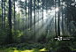 Fairytale Forest - Sunbeams in Natural Spruce Woodland