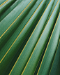 Leaf, plant, palm and repetitive HD photo by Scott Webb (@scottwebb) on Unsplash : Download this photo in Solidaridad, Mexico by Scott Webb (@scottwebb)