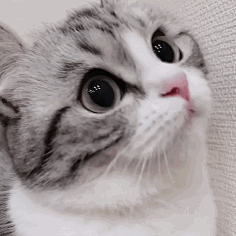 com采集小妖sika采集到可爱gif时常诈炸尸: 真鸡儿可爱六月的-猫: 采