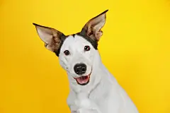 点击来源直接获取大图文件 |黄色背景上有趣的安达卢西亚捕鼠犬