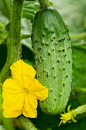 growing cucumbers