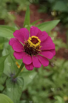 充满活力的Zinnia