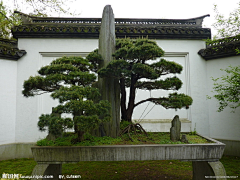 水岸山居采集到盆景