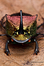 Insects and Things / Phanaeus vindex beautiful metallic color