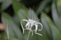 螯螫水仙           
學名：Hymenocallis littoralis (Jack.) Salisb.
英文名：Spider Lily
科名：石蒜科(Amaryllidaceae)螫蟹花屬(Hymenocallis)
別名：螫蟹花、螃蟹蘭、蟹爪仙人掌、海水仙 、螯螫(ao shi) 水仙 
原產地：波利尼西亚（Polynesia，法属太平洋东南部）、马克萨斯群岛（Marquesas）
螯螫水仙(Hymenocallis <wbr>littoralis)
 