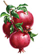红色新鲜石榴水果植物(