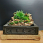 苔藓微景观吧_百度贴吧