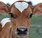 Calf With Heart Marking | Cutest Paw