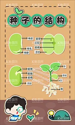 种子的结构1  - 源文件下载【酷图网】植物生长,卡通植物,生长,发芽,收秋,植物观察,成长观察,种子的萌发,植物小报,种子生长过程,种子结构,花的结构,叶子结构,种子需要什么,