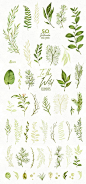 手绘水彩绿色植物 小清新平面设计 手帐贴纸素材 树叶 森系
