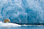 Photograph Polar Bear in the ice by Audun Dahl on 500px