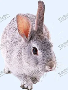 兔子 【酷图网】兔子,野兔子,兔,小兔子,野兔,灰兔,动物图片,动物素材,动物壁纸,