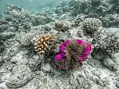 有鱼的海葵珊瑚