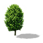 树 png