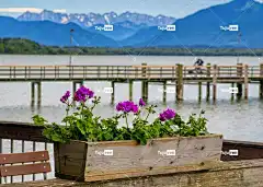 花盒 框 花 木头 或者 自然 简单的 美丽的花朵 花壁纸