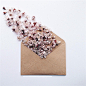 【乌克兰艺术家Anna Remarchuk的Envelope Series摄影作品】—— 花与信封的相遇，将生活的种种美好定格。