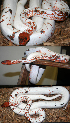 动物-花瓣网|陪你做生活的设计师