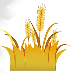 手绘水稻小麦丰收金黄秋天大米包装麦穗元素插画