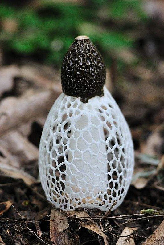 竹荪（Dictyophora indusiata (Vent.ex Pers) Fisch）又名竹笙、竹参，常见并可供食用的有4种：长裙竹荪 ...