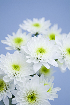 net采集薄荷dream采集到雏菊即使生命柔弱,飘摇,像风雨中的一朵小花