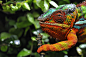 Photograph Panther Chameleon by Josef Gelernter on 500px